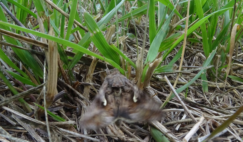 Autographa gammma - Noctuidae